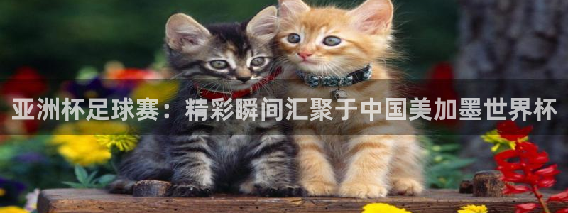 世界杯48支球队赛制：亚洲杯足球赛：精彩瞬间汇聚于中国美加墨世界杯